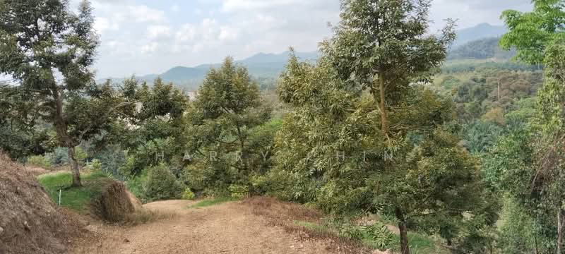6.25 Acre Durian Farm, Simpang Pelangai (normal car can entry) untuk Untuk Dijual - RM 1,080,000, Mac 2026 - Exterior - PropertyGuru.com.my