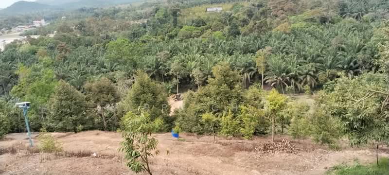 6.25 Acre Durian Farm, Simpang Pelangai (normal car can entry) untuk Untuk Dijual - RM 1,080,000, Mac 2026 - Exterior - PropertyGuru.com.my