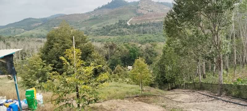 6.25 Acre Durian Farm, Simpang Pelangai (normal car can entry) untuk Untuk Dijual - RM 1,080,000, Mac 2026 - Exterior - PropertyGuru.com.my