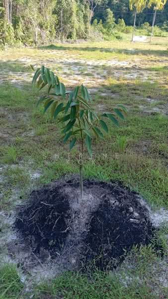 Agricultural Land for Sale in Matang (Kuching) - Sherene Kok - Garden - PropertyGuru.com.my