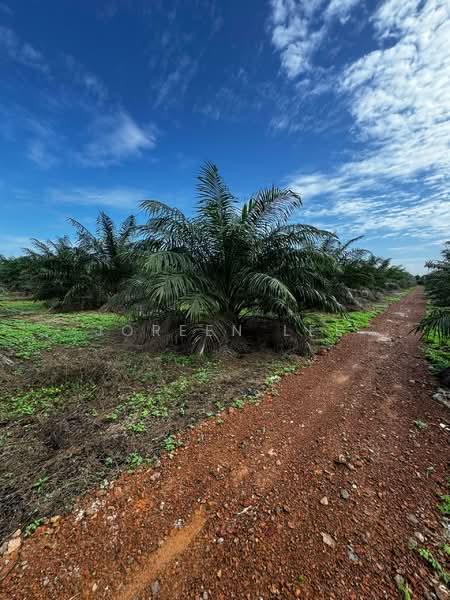 Agricultural Land for Sale in Pontian (Johor) - Joreen Lee - PropertyGuru.com.my