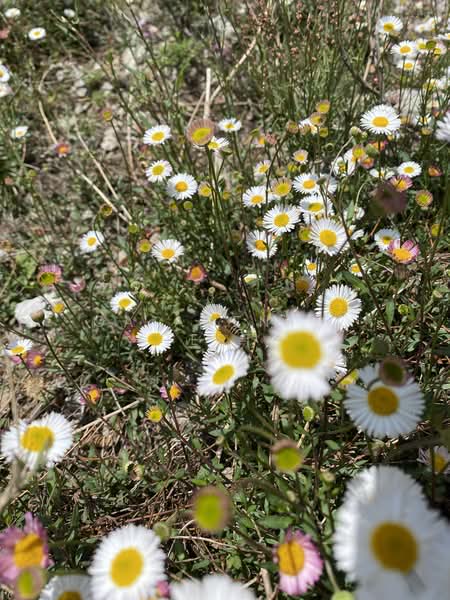 Untuk Disewa - Li Villas