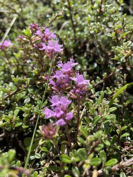 Untuk Disewa - Li Villas