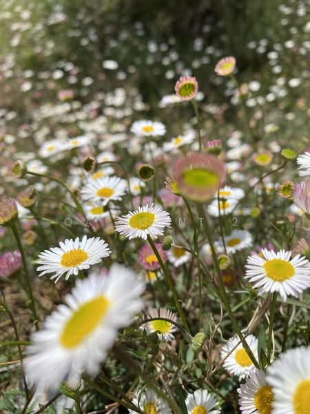 Untuk Disewa - Li Villas