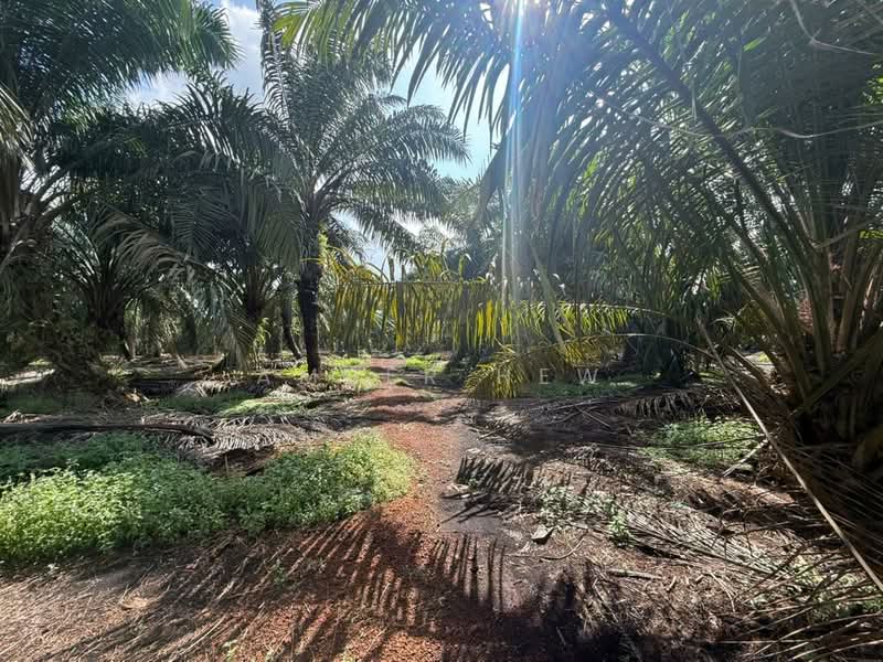 Agricultural Land for Sale in Pontian (Johor) - Amber Hew - Exterior - PropertyGuru.com.my