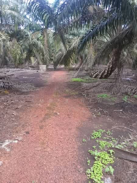 Tanah Pertanian untuk Dijual di Pontian (Johor) - Amber Hew - Exterior - PropertyGuru.com.my