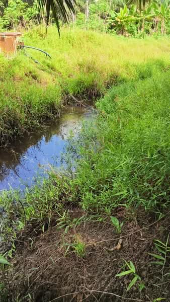 Agricultural Land for Sale in Pontian (Johor) - Amber Hew - Exterior - PropertyGuru.com.my