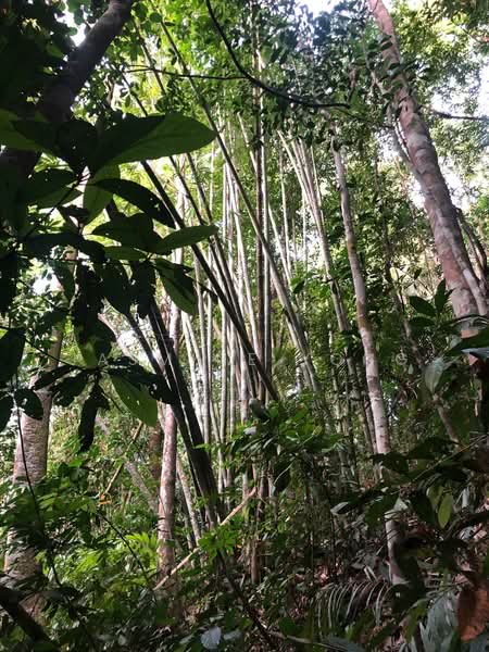 Agricultural Land for Sale in Rawang (Selangor) - Jasmine Yong - Exterior - PropertyGuru.com.my