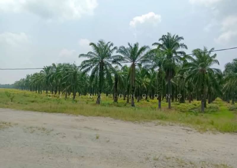 Tanah Pertanian untuk Disewa di Kampong Gajah (Perak) - Celine Choong - PropertyGuru.com.my