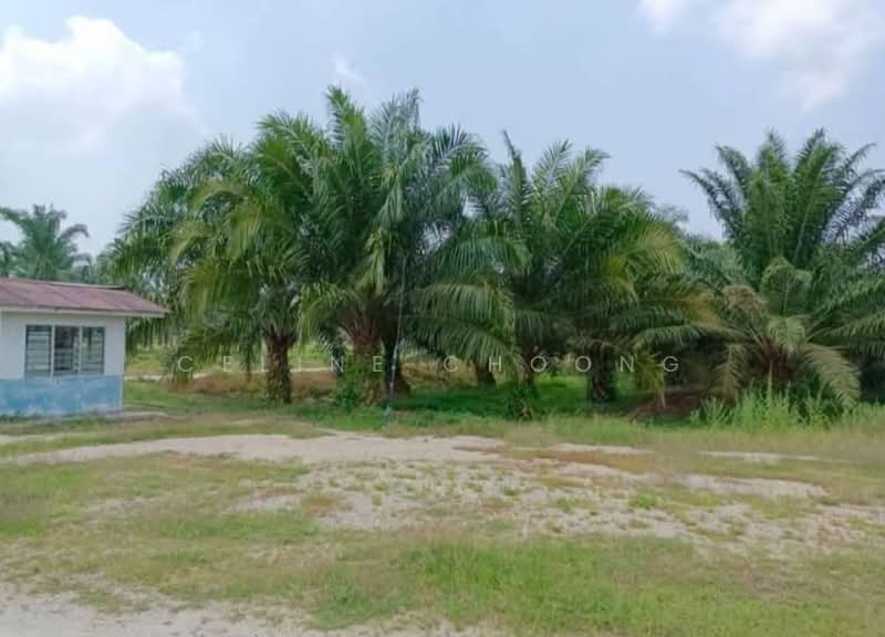 Tanah Pertanian untuk Disewa di Kampong Gajah (Perak) - Celine Choong - PropertyGuru.com.my