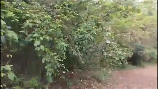 Tanah Pertanian untuk Dijual di Bandar Segamat (Segamat) - Shahrol Ariffin - PropertyGuru.com.my