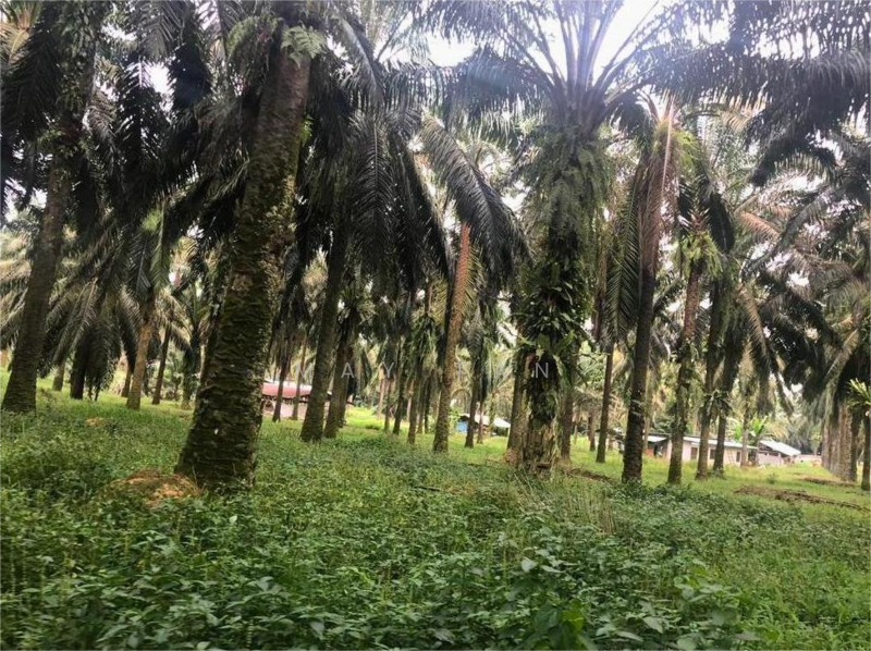 Agricultural Land for Sale in Sungai Bakap (Penang) - May Tan - Exterior - PropertyGuru.com.my