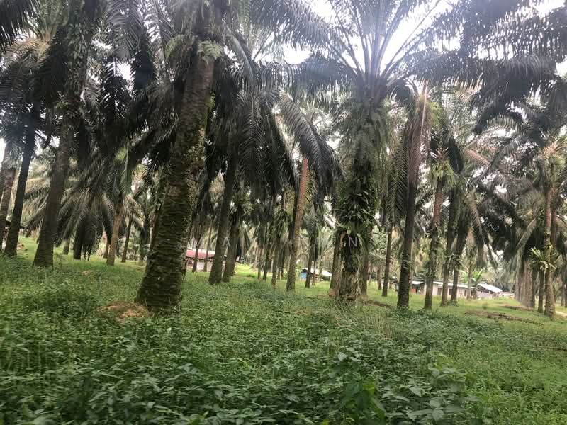 Agricultural Land for Sale in Sungai Bakap (Penang) - May Tan - Garden - PropertyGuru.com.my