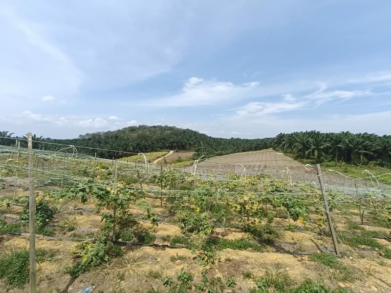 Agricultural Land for Sale in Kulai (Johor) - Fiona Loo - Exterior - PropertyGuru.com.my