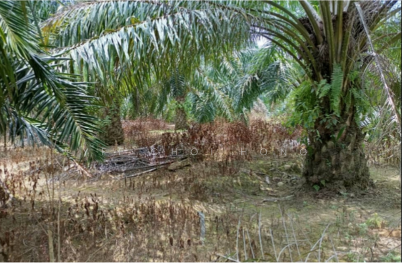 Gua Musang untuk Untuk Dijual - RM 110,000,000, Apr 2026 - Exterior - PropertyGuru.com.my