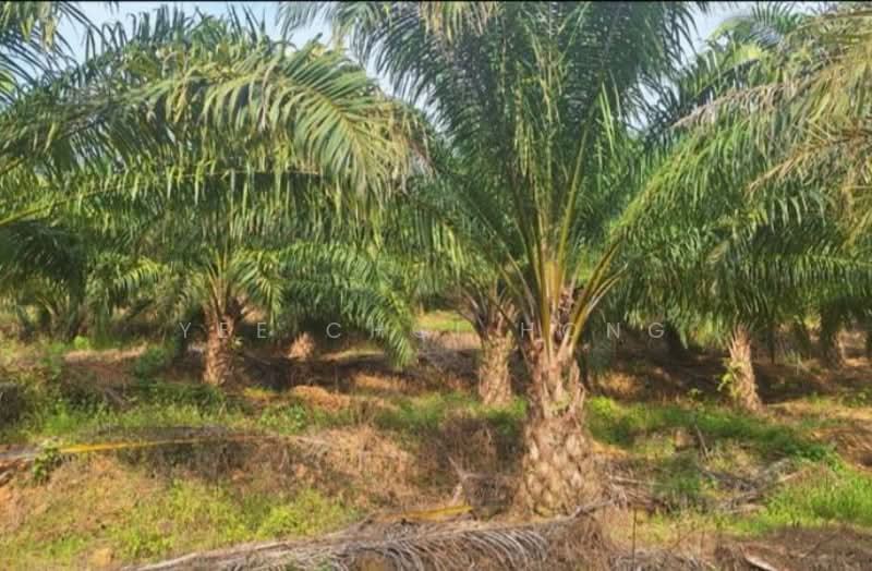 Gua Musang untuk Untuk Dijual - RM 110,000,000, Apr 2026 - Exterior - PropertyGuru.com.my