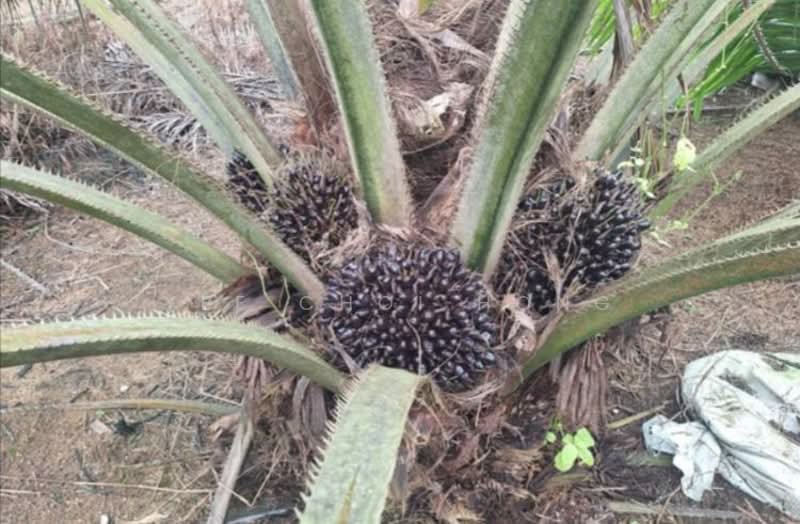 Gua Musang untuk Untuk Dijual - RM 110,000,000, Apr 2026 - PropertyGuru.com.my