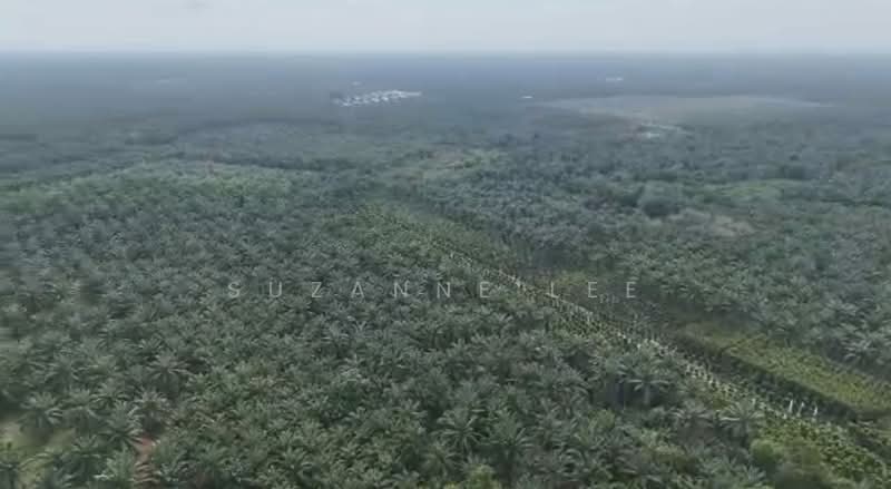 Agricultural Land for Sale in Kampung Pulai Sebatang (Ayer Baloi) - Suzanne Lee - PropertyGuru.com.my