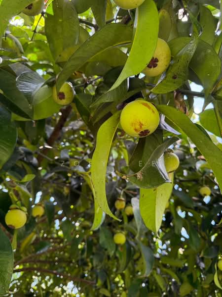 Agricultural Land for Sale in Ayer Hitam (Johor) - Zoey Lee - PropertyGuru.com.my