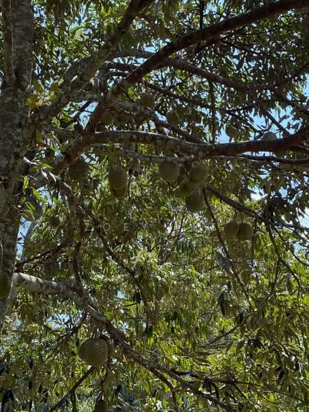 Agricultural Land for Sale in Ayer Hitam (Johor) - Zoey Lee - PropertyGuru.com.my