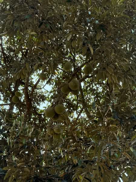 Agricultural Land for Sale in Ayer Hitam (Johor) - Zoey Lee - Exterior - PropertyGuru.com.my