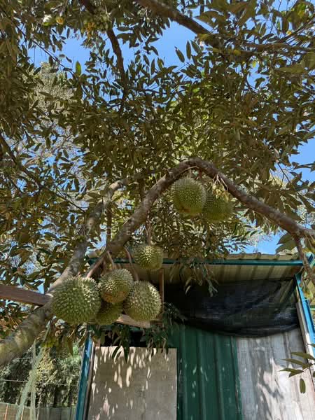 Agricultural Land for Sale in Ayer Hitam (Johor) - Zoey Lee - Exterior - PropertyGuru.com.my