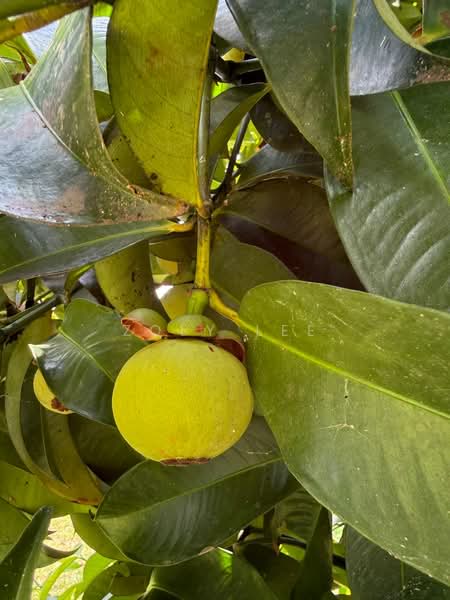 Agricultural Land for Sale in Ayer Hitam (Johor) - Zoey Lee - PropertyGuru.com.my