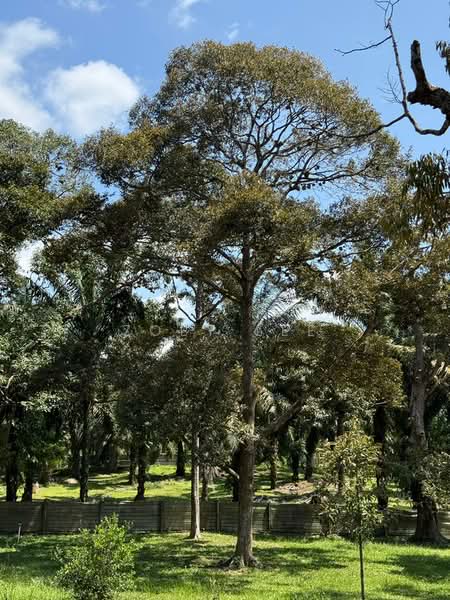 Agricultural Land for Sale in Ayer Hitam (Johor) - Zoey Lee - Exterior - PropertyGuru.com.my