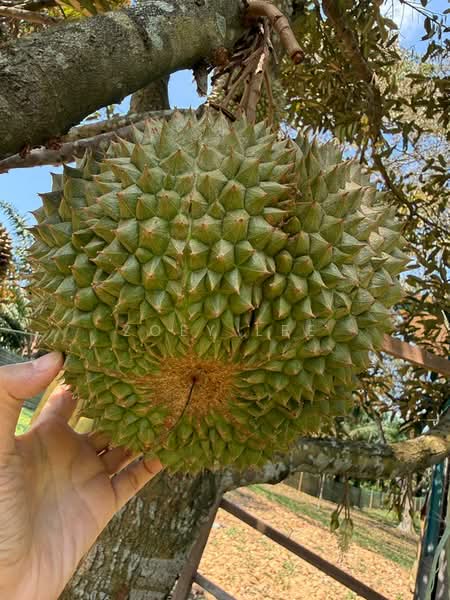 Agricultural Land for Sale in Ayer Hitam (Johor) - Zoey Lee - PropertyGuru.com.my