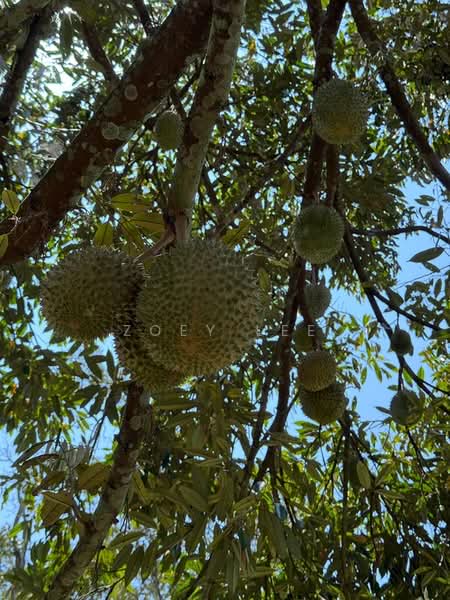 Agricultural Land for Sale in Ayer Hitam (Johor) - Zoey Lee - PropertyGuru.com.my