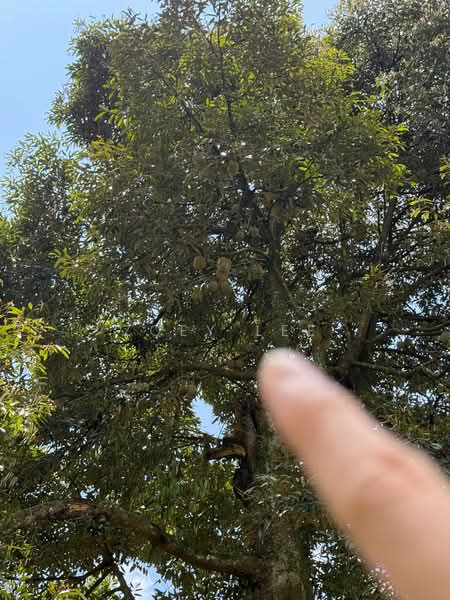 Agricultural Land for Sale in Ayer Hitam (Johor) - Zoey Lee - PropertyGuru.com.my