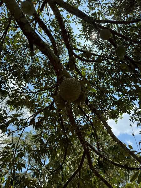 Agricultural Land for Sale in Ayer Hitam (Johor) - Zoey Lee - PropertyGuru.com.my