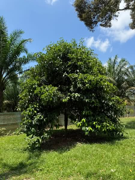 Agricultural Land for Sale in Ayer Hitam (Johor) - Zoey Lee - Garden - PropertyGuru.com.my