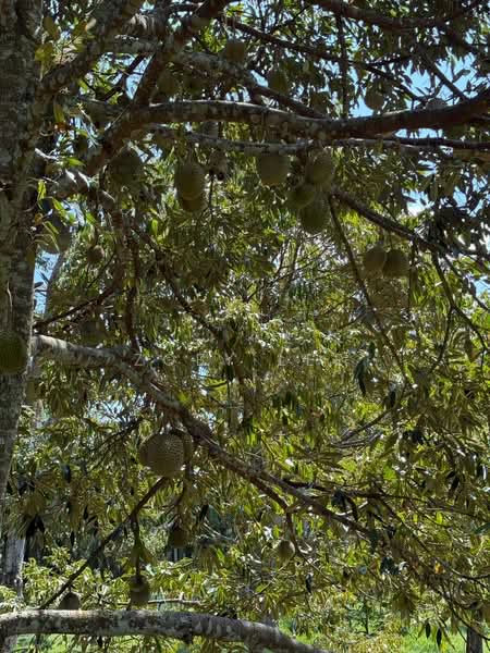 Agricultural Land for Sale in Ayer Hitam (Johor) - Zoey Lee - Exterior - PropertyGuru.com.my