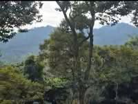 For Sale - Durian Farm with chalets for sale at Teluk Bahang