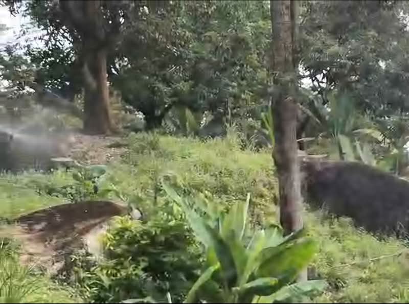 Agricultural Land for Sale in Teluk Bahang (Penang) - Pei Hoon - Garden - PropertyGuru.com.my