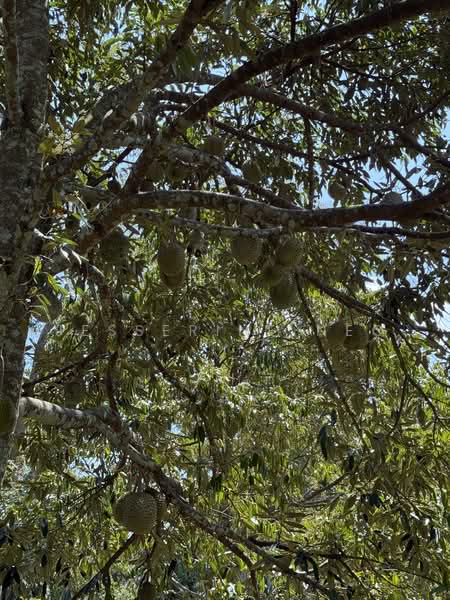 Agricultural Land for Sale in Ayer Hitam (Johor) - Jesserine Neo - PropertyGuru.com.my