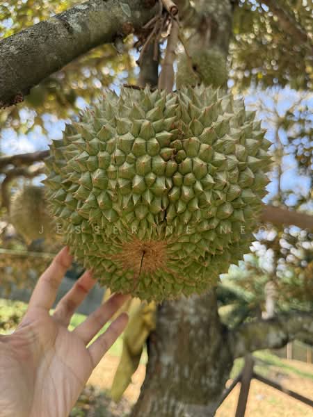 Agricultural Land for Sale in Ayer Hitam (Johor) - Jesserine Neo - PropertyGuru.com.my