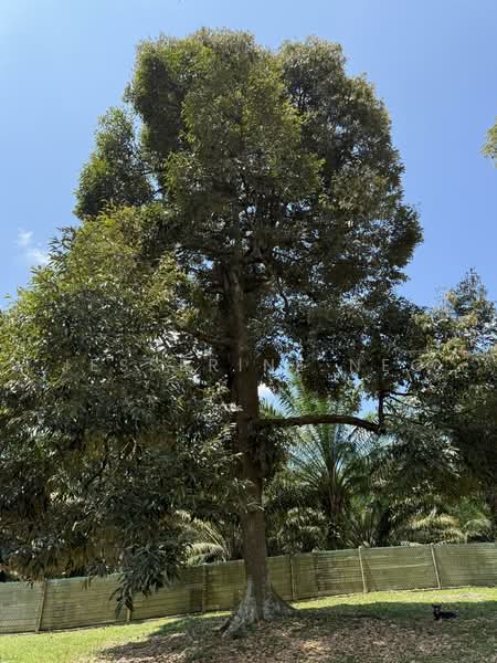 Agricultural Land for Sale in Ayer Hitam (Johor) - Jesserine Neo - Exterior - PropertyGuru.com.my