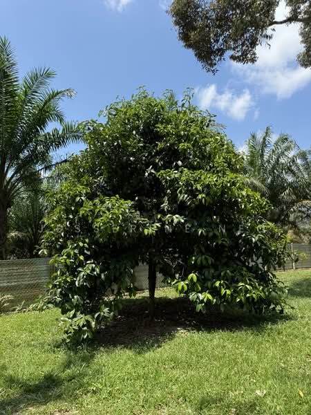 Agricultural Land for Sale in Ayer Hitam (Johor) - Jesserine Neo - Garden - PropertyGuru.com.my