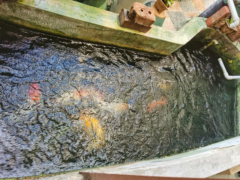 Semi-Detached House for Sale in Batu Ferringhi (Penang) - Suan Lay Ooi - Garden - PropertyGuru.com.my