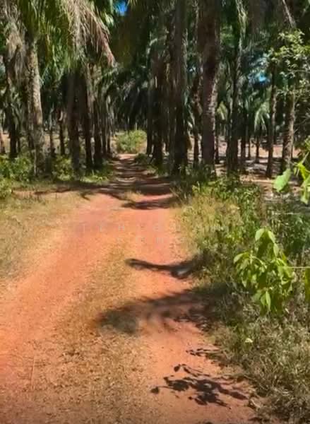 10.67 Acre Agriculture Land | Sungai Petani | Kedah RM 9 psf A untuk Untuk Dijual - RM 4,183,066, Apr 2026 - Exterior - PropertyGuru.com.my