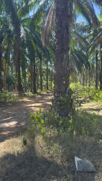 10.67 Acre Agriculture Land | Sungai Petani | Kedah RM 9 psf A untuk Untuk Dijual - RM 4,183,066, Apr 2026 - Exterior - PropertyGuru.com.my