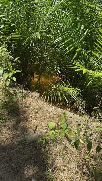 10.67 Acre Agriculture Land | Sungai Petani | Kedah RM 9 psf A untuk Untuk Dijual - RM 4,183,066, Apr 2026 - Exterior - PropertyGuru.com.my