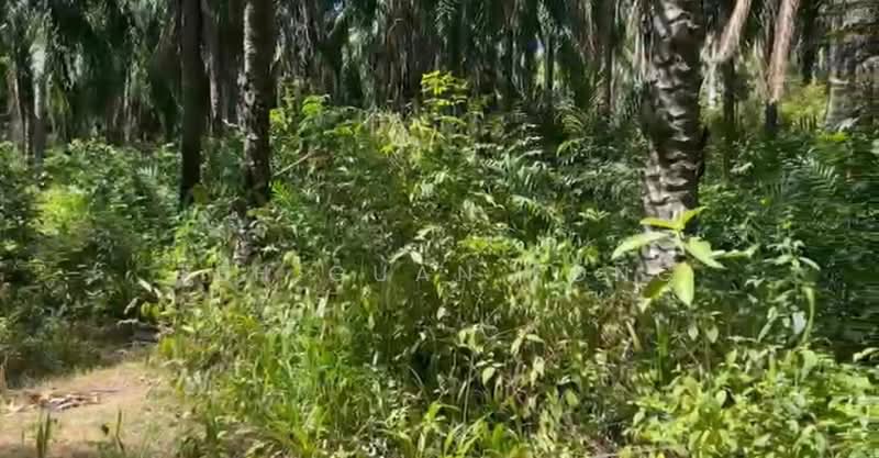 10.67 Acre Agriculture Land | Sungai Petani | Kedah RM 9 psf A untuk Untuk Dijual - RM 4,183,066, Apr 2026 - Exterior - PropertyGuru.com.my