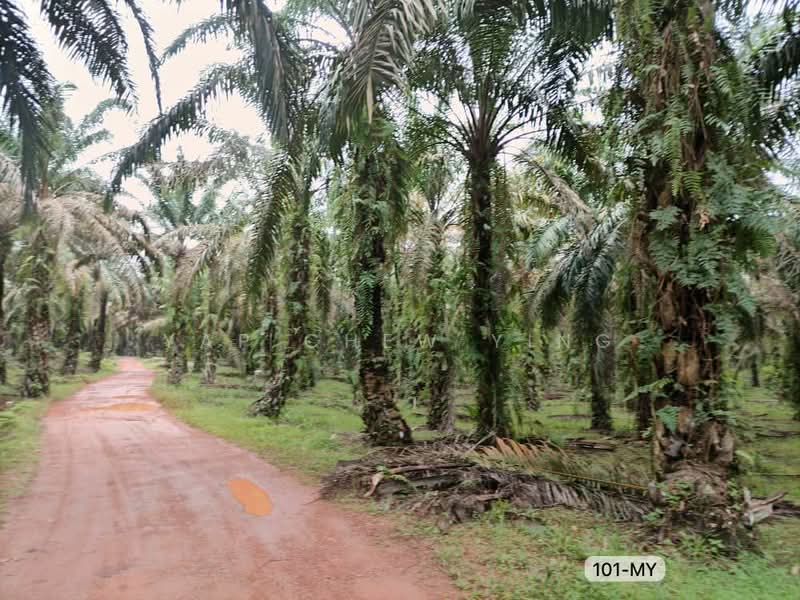 Tanah Pertanian untuk Dijual di Bestari Jaya (Selangor) - Yap Chew Ying - Exterior - PropertyGuru.com.my