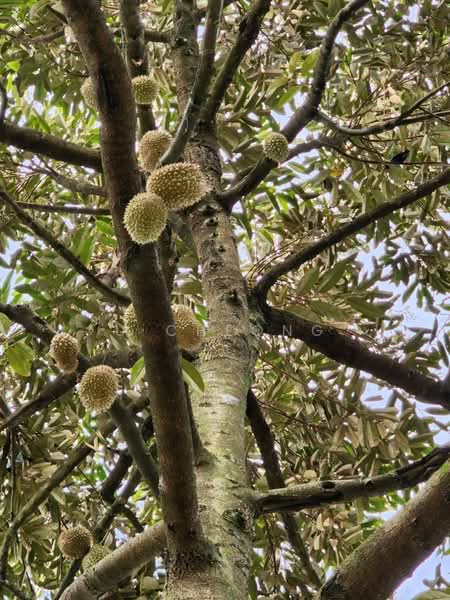 Kota Damansara untuk Untuk Dijual - RM 5,000,000, Mac 2026 - PropertyGuru.com.my