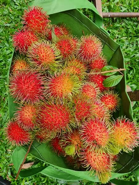 Kota Damansara untuk Untuk Dijual - RM 5,000,000, Mac 2026 - PropertyGuru.com.my