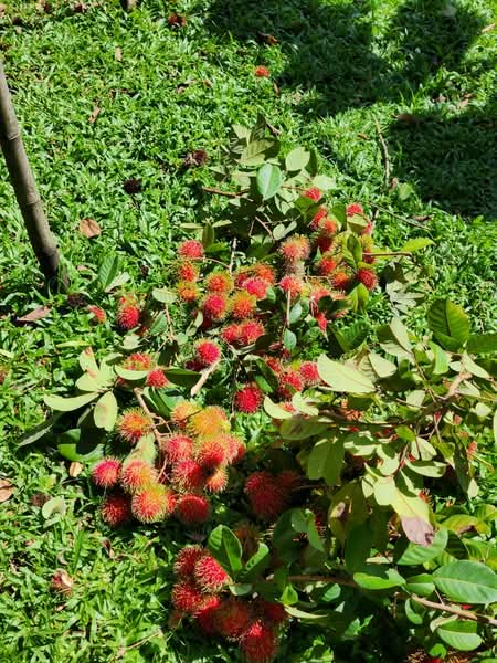 Kota Damansara untuk Untuk Dijual - RM 5,000,000, Mac 2026 - Garden - PropertyGuru.com.my