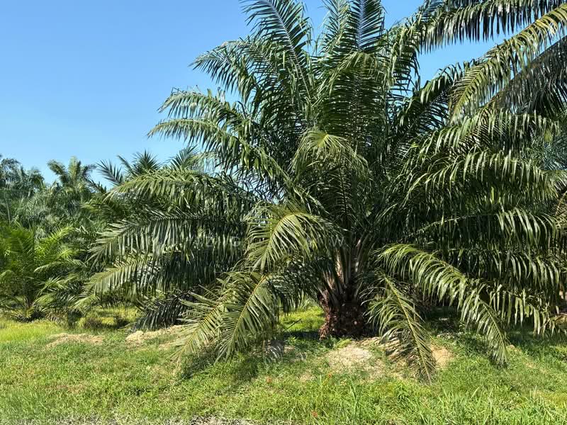 Kampung Jorak Elahi untuk Untuk Dijual - RM 4,014,488, Apr 2026 - Exterior - PropertyGuru.com.my